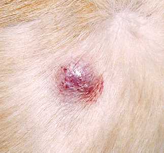 фолликулярная киста